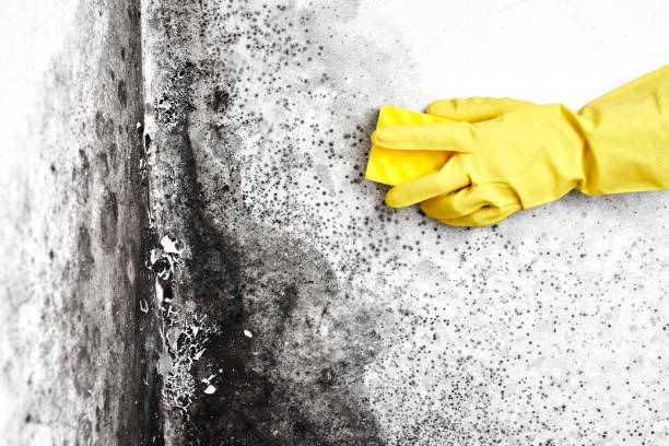 Best Mold Remediation  in Cresskill, NJ