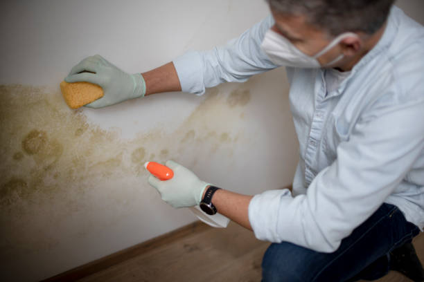 Mold Removal Process in Cresskill, NJ