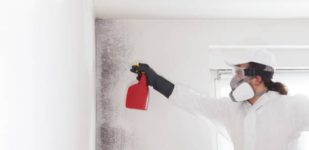 Cresskill, NJ Mold Removal Company