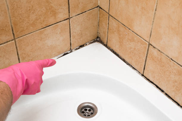 Best Local Mold Removal Service  in Cresskill, NJ